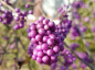 Preview: Callicarpa bodinieri Profusion